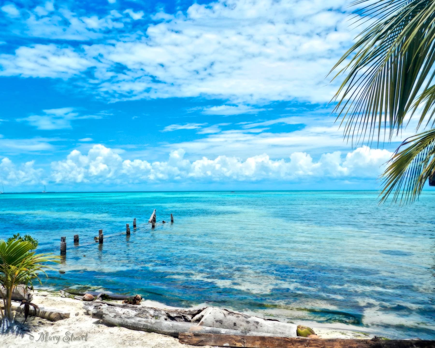 A secluded white beach and turquoise sea beneath a palm tree in Caye Caulker