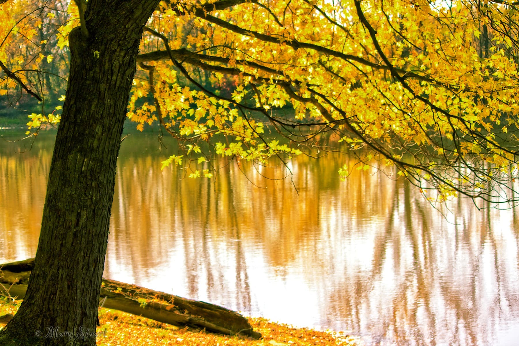 Autumn foliage beside a river