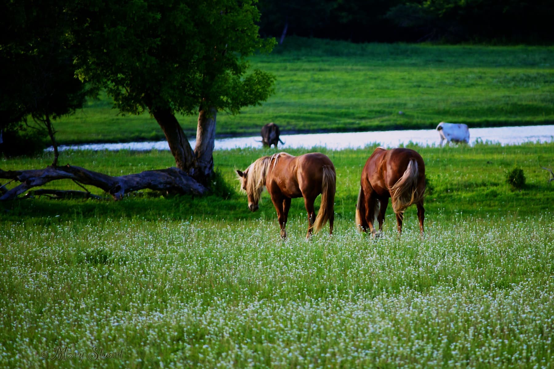 Horses grazing in an evening meadow filled with small white flowers