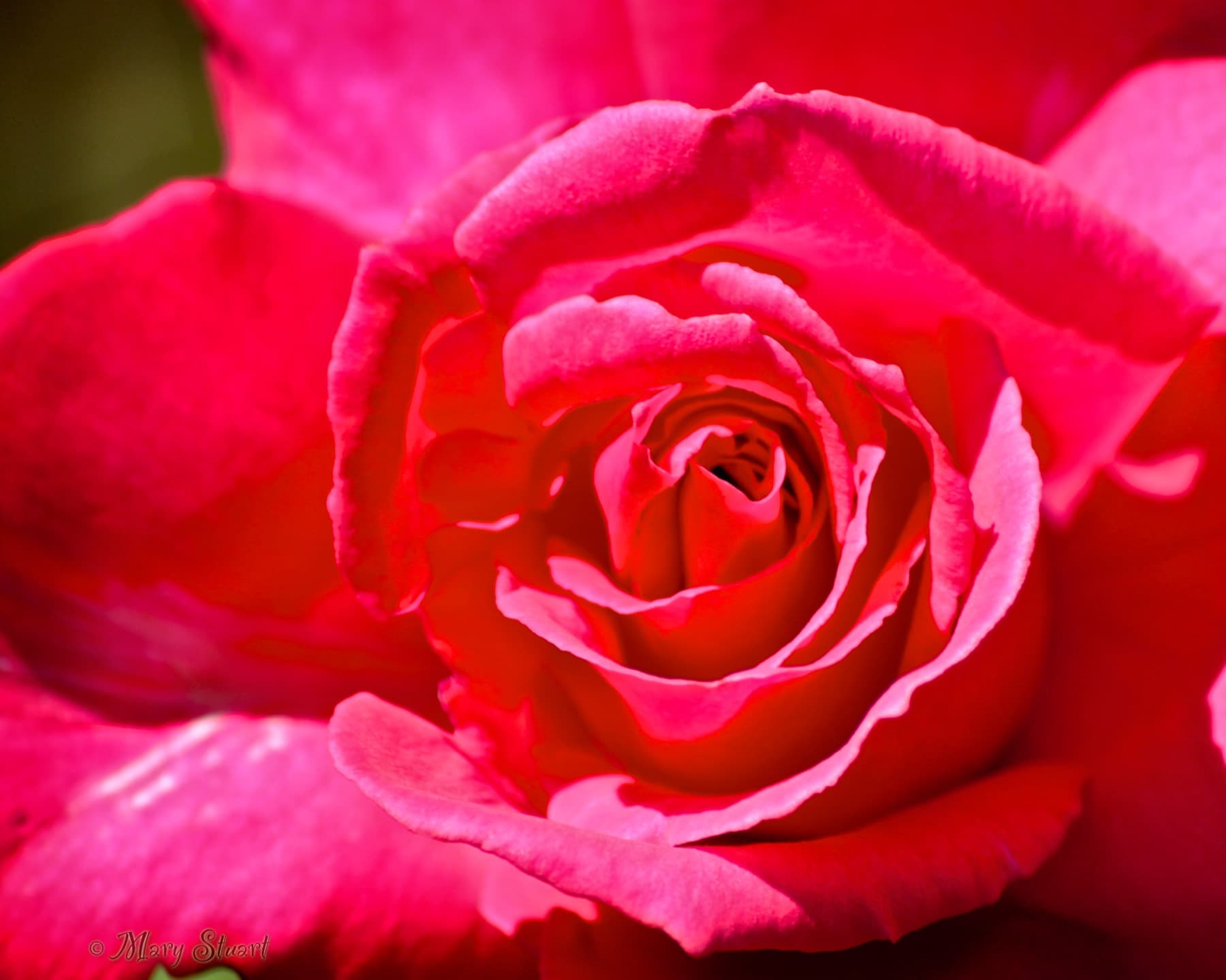 Close view of a pink rose