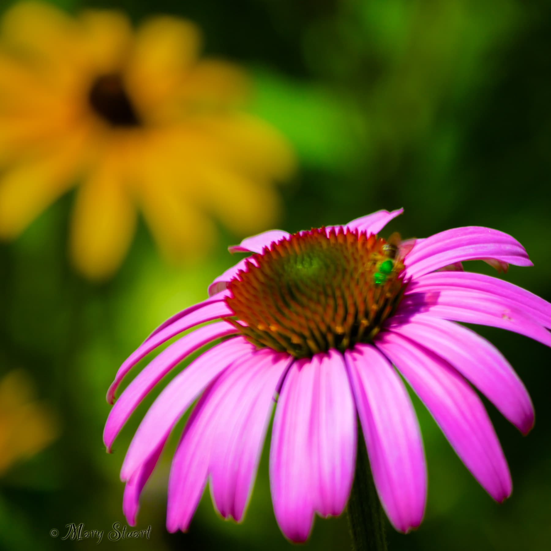 Detailed purple flower