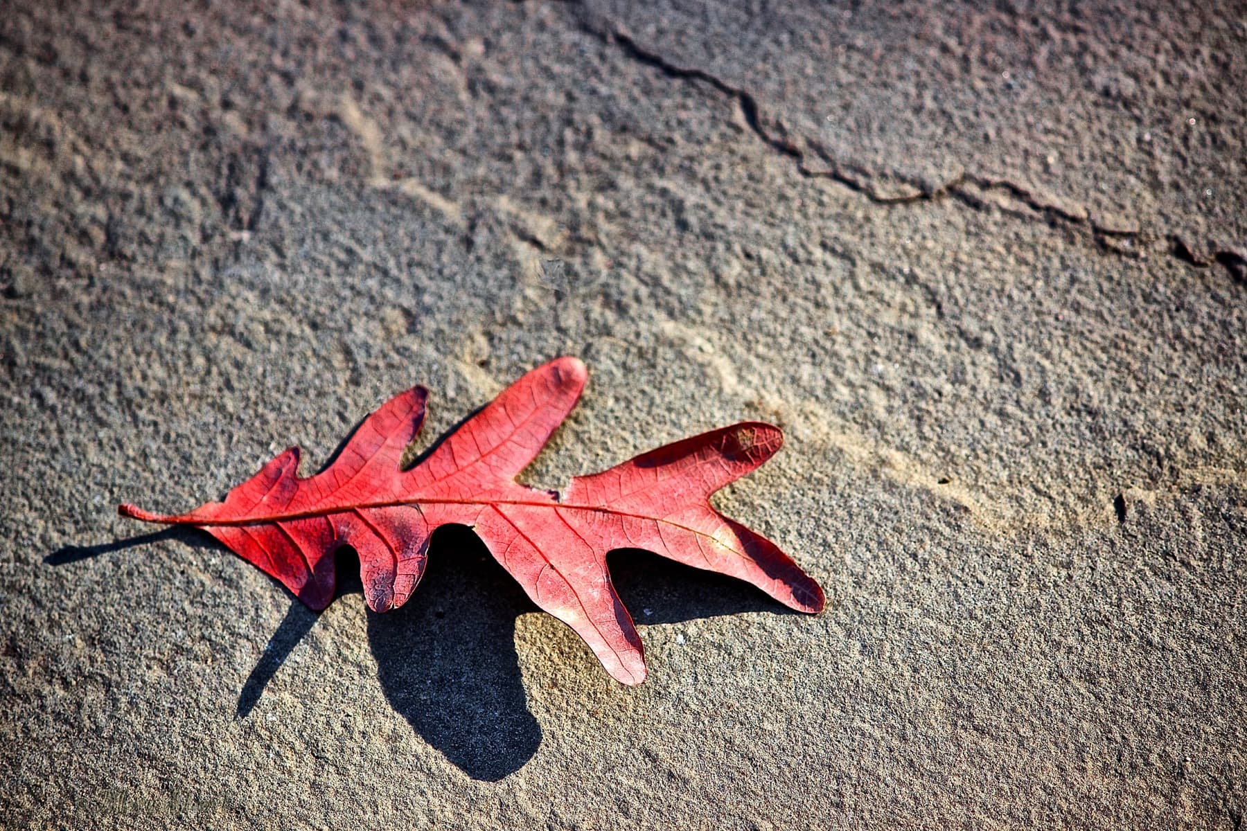 Red autumn leaf study
