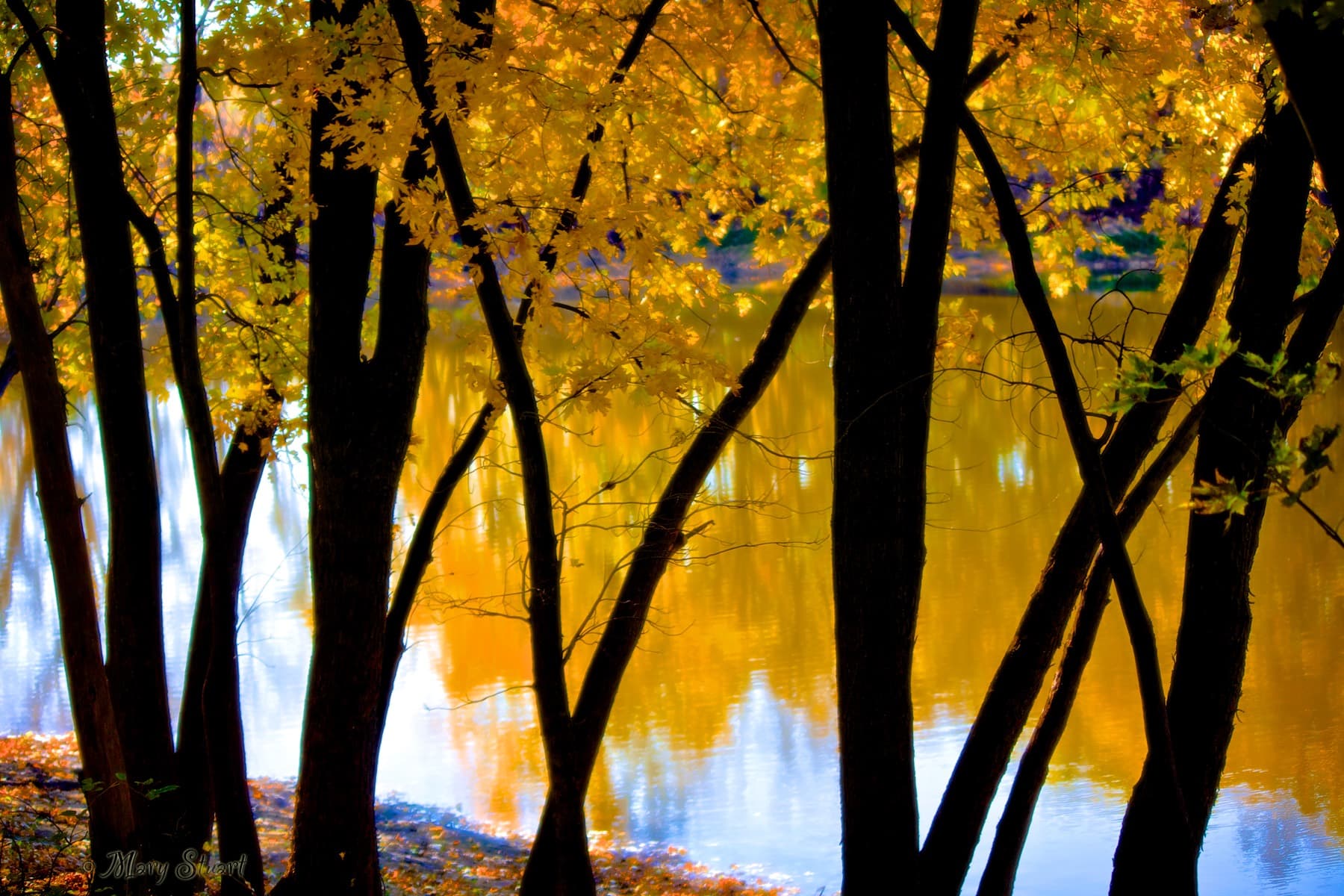 River winding beneath leafy trees