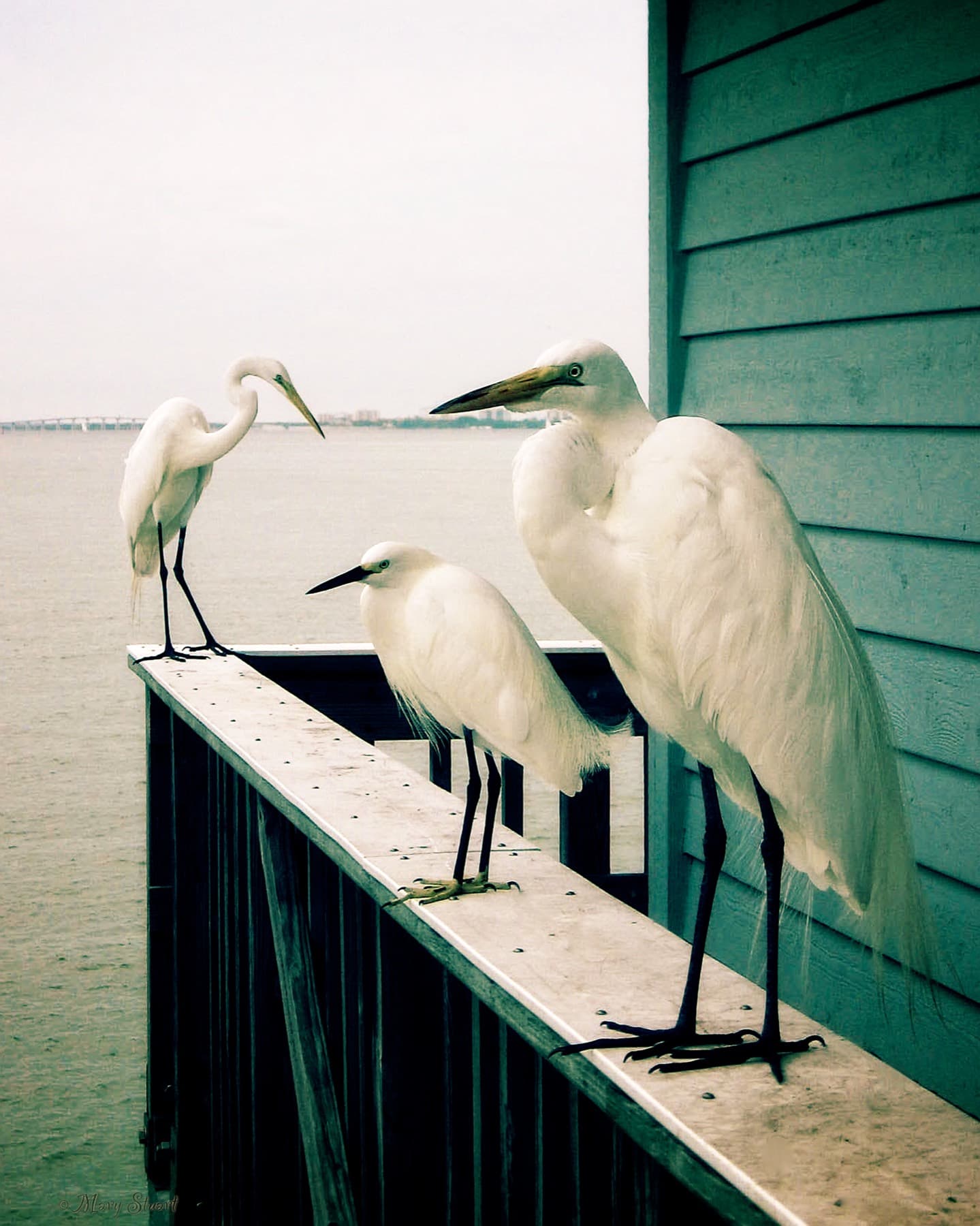 Sea birds gathered on the coast