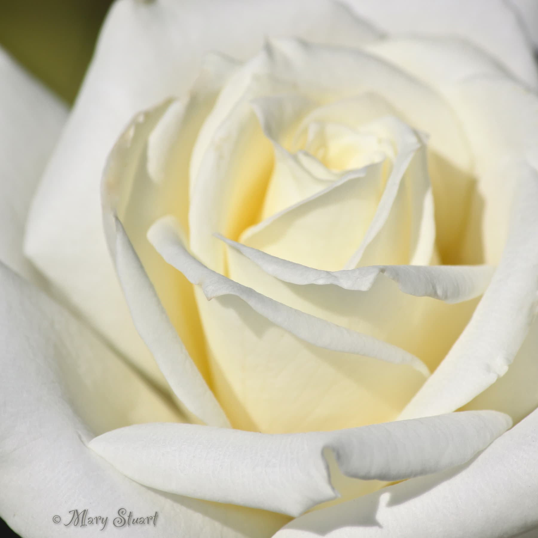 Close view of a white rose