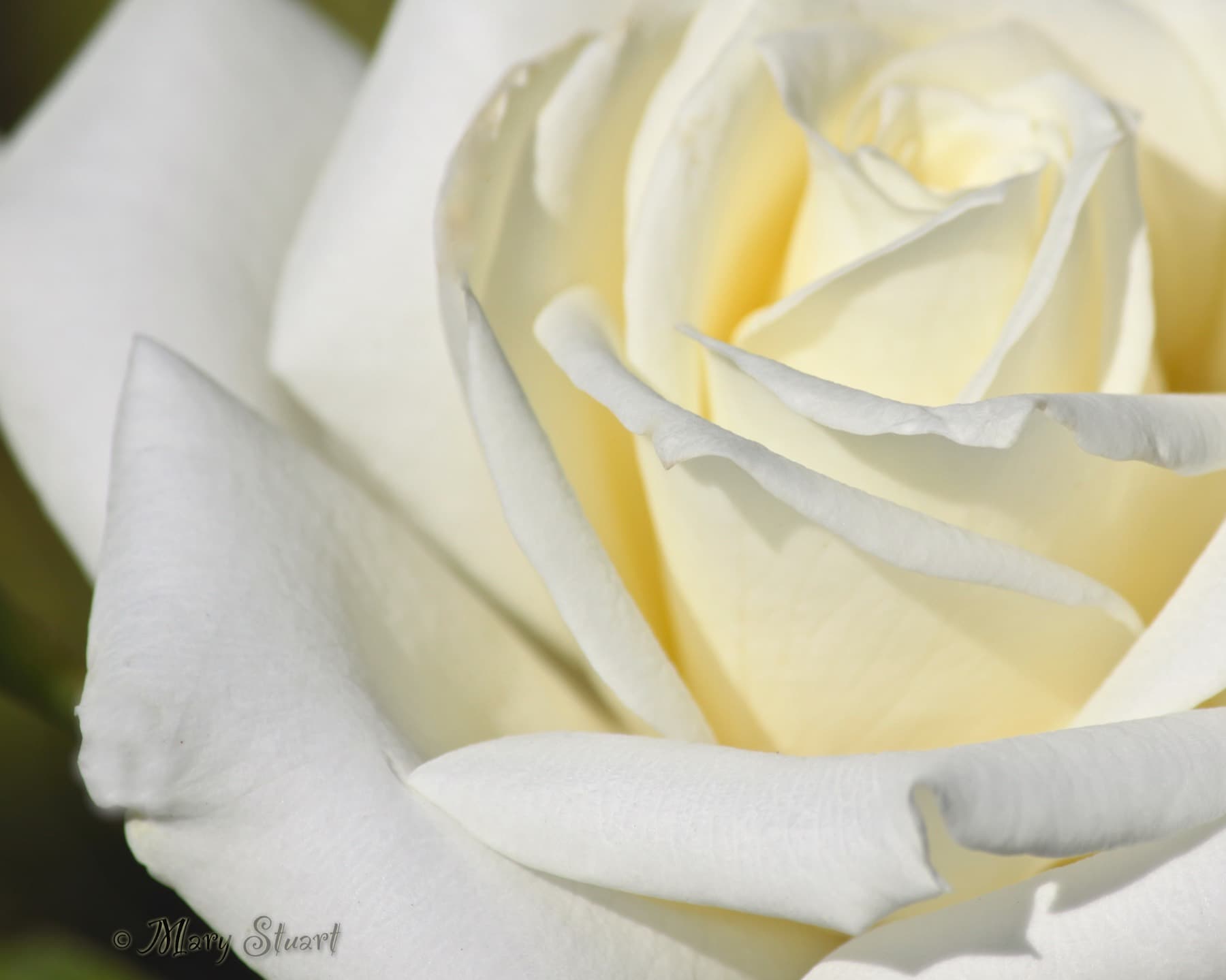 A cluster of white roses
