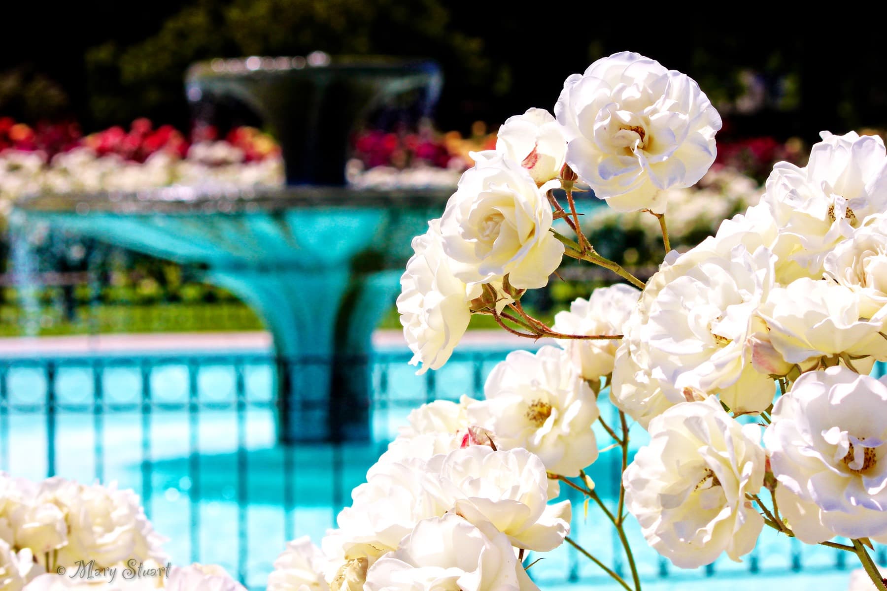 White roses beside a fountain