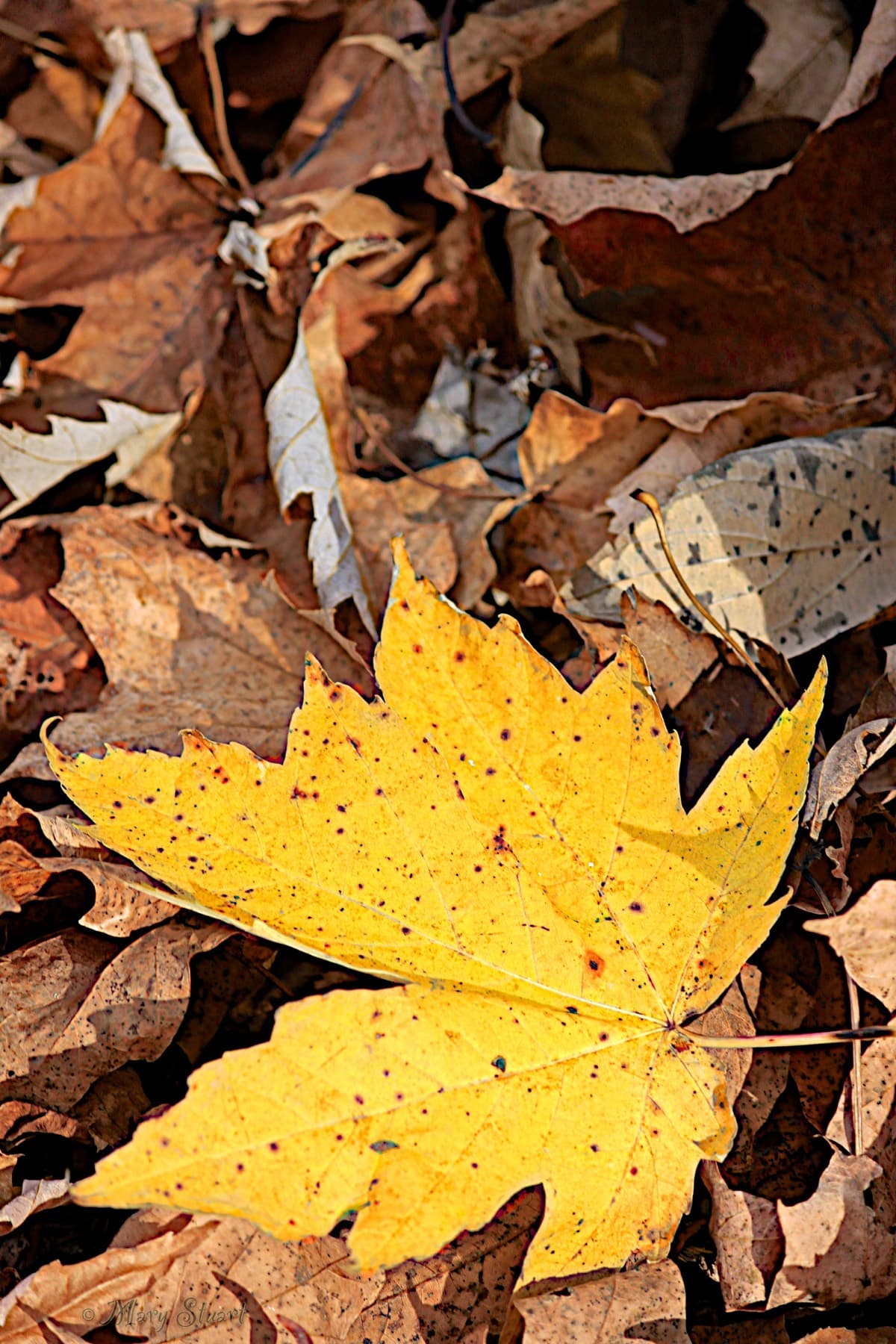 Yellow autumn leaf study