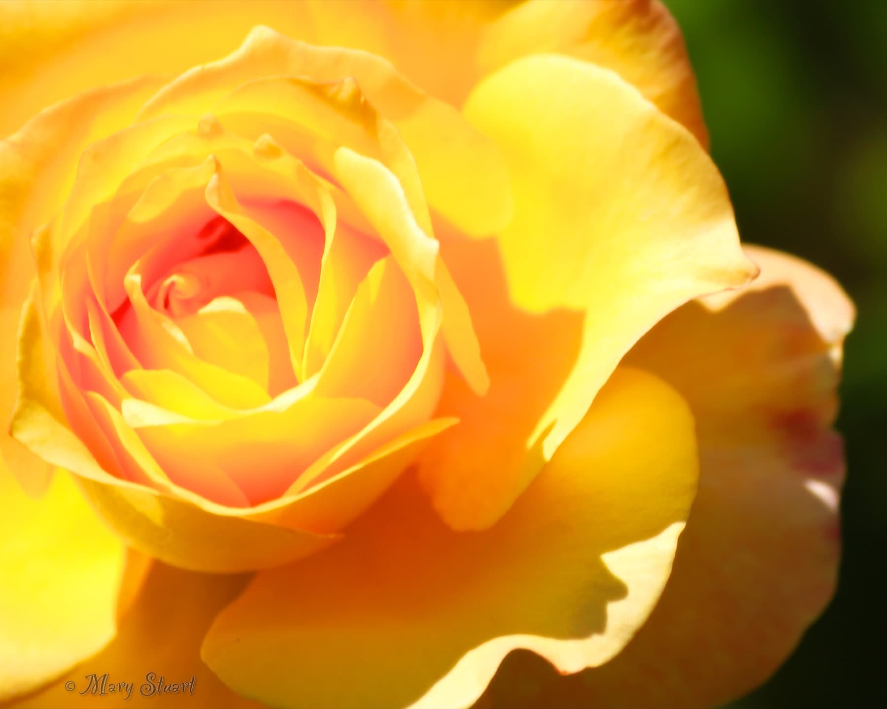 Close view of a yellow rose