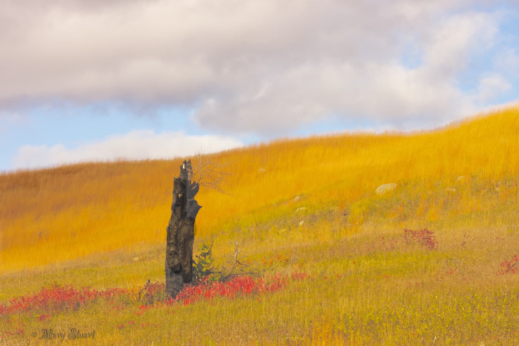 A lone tree stump on rolling Minnesota prairie beneath a dramatic sky